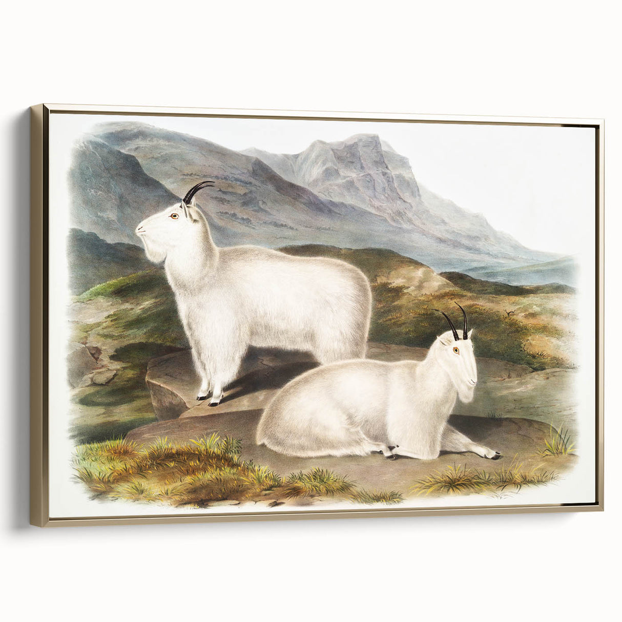 Romanticism Art - Rocky Mountain Goat Print by Audubon