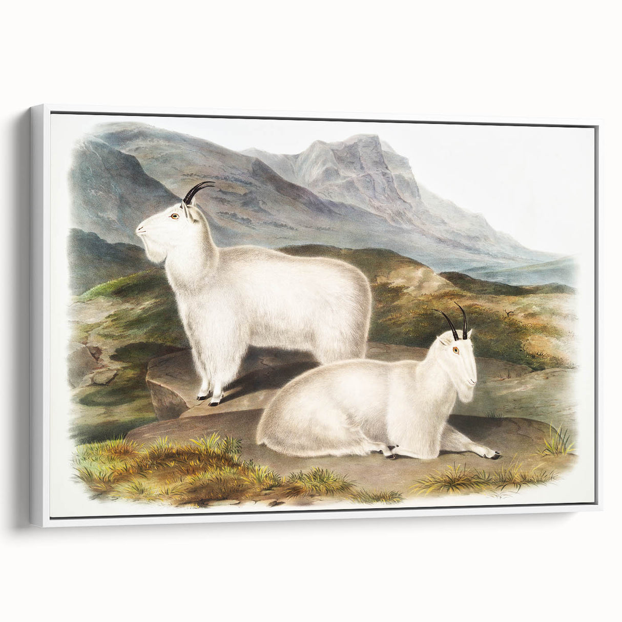 Romanticism Art - Rocky Mountain Goat Print by Audubon
