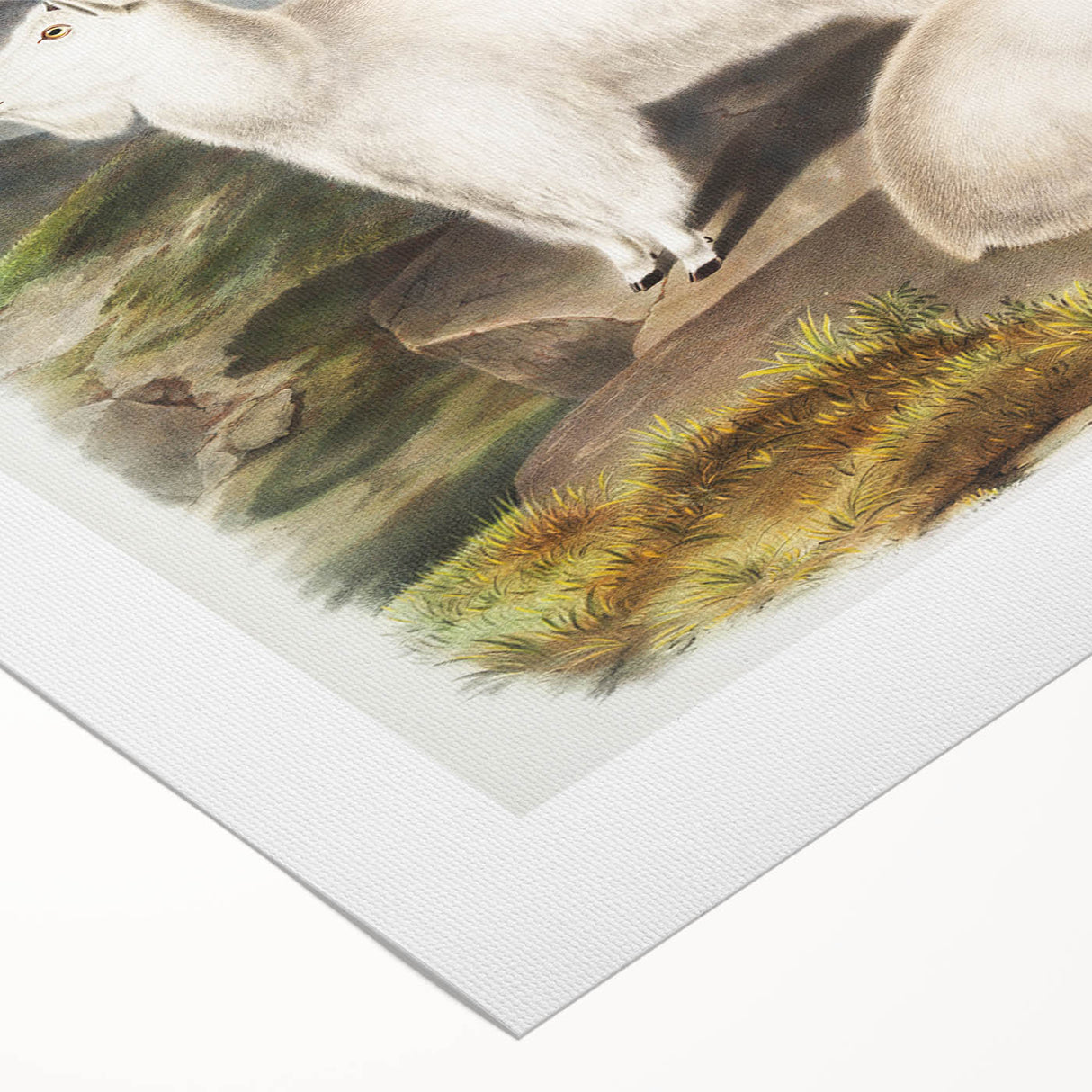 Romanticism Art - Rocky Mountain Goat Print by Audubon