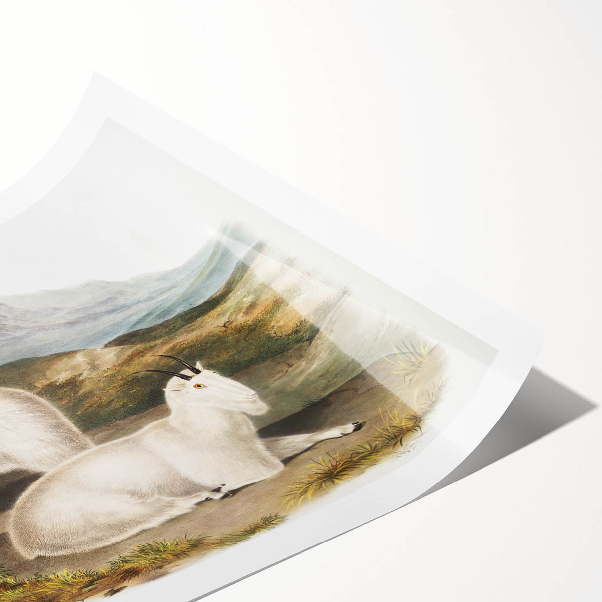 Romanticism Art - Rocky Mountain Goat Print by Audubon