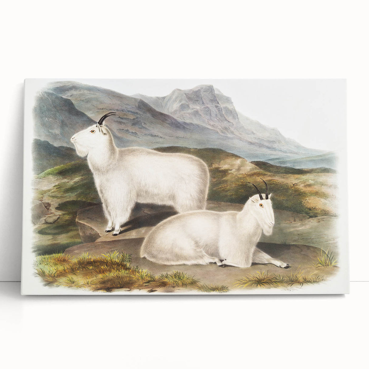 Romanticism Art - Rocky Mountain Goat Print by Audubon