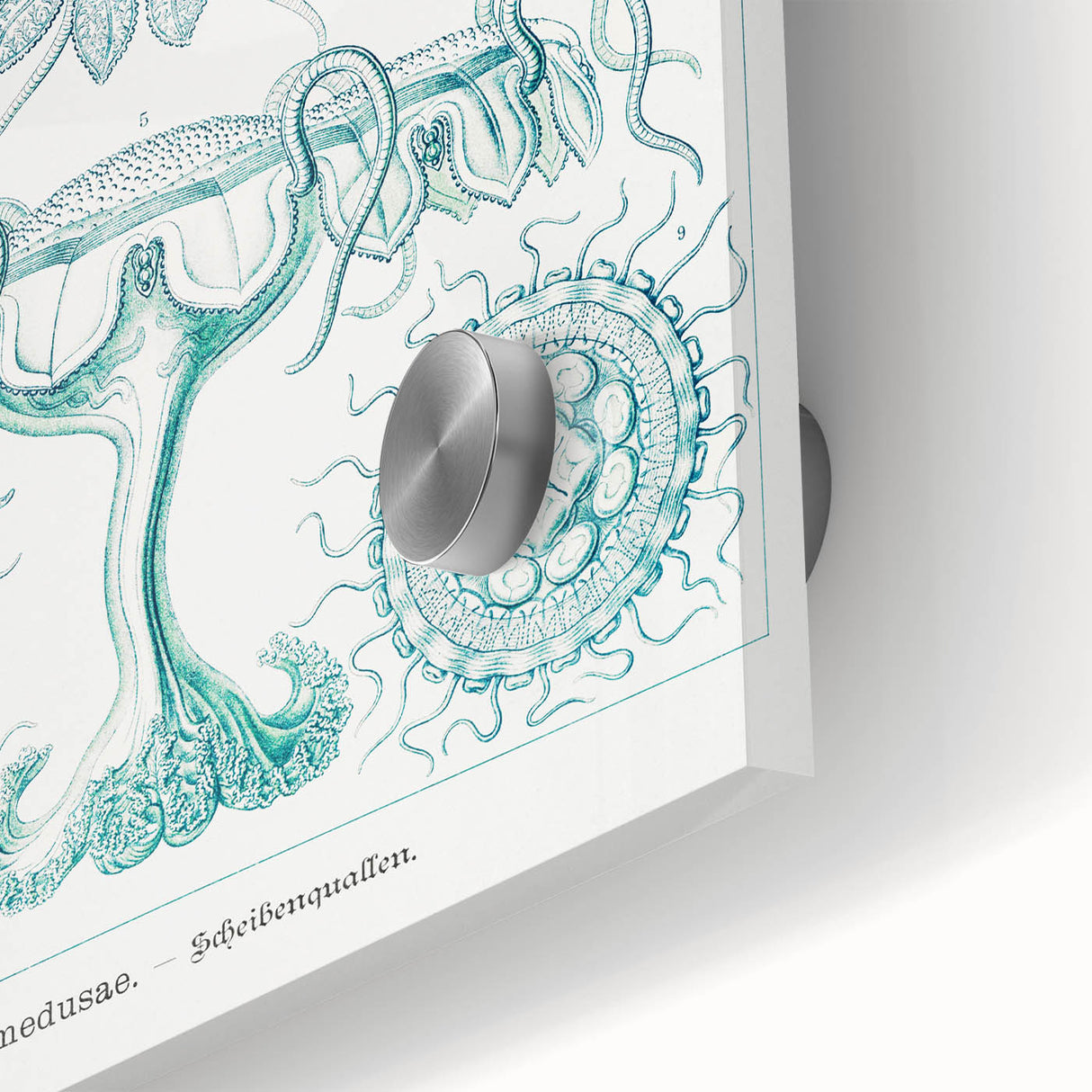 Modern Marine-Inspired Wall Art – Discomedusae by Ernst Haeckel