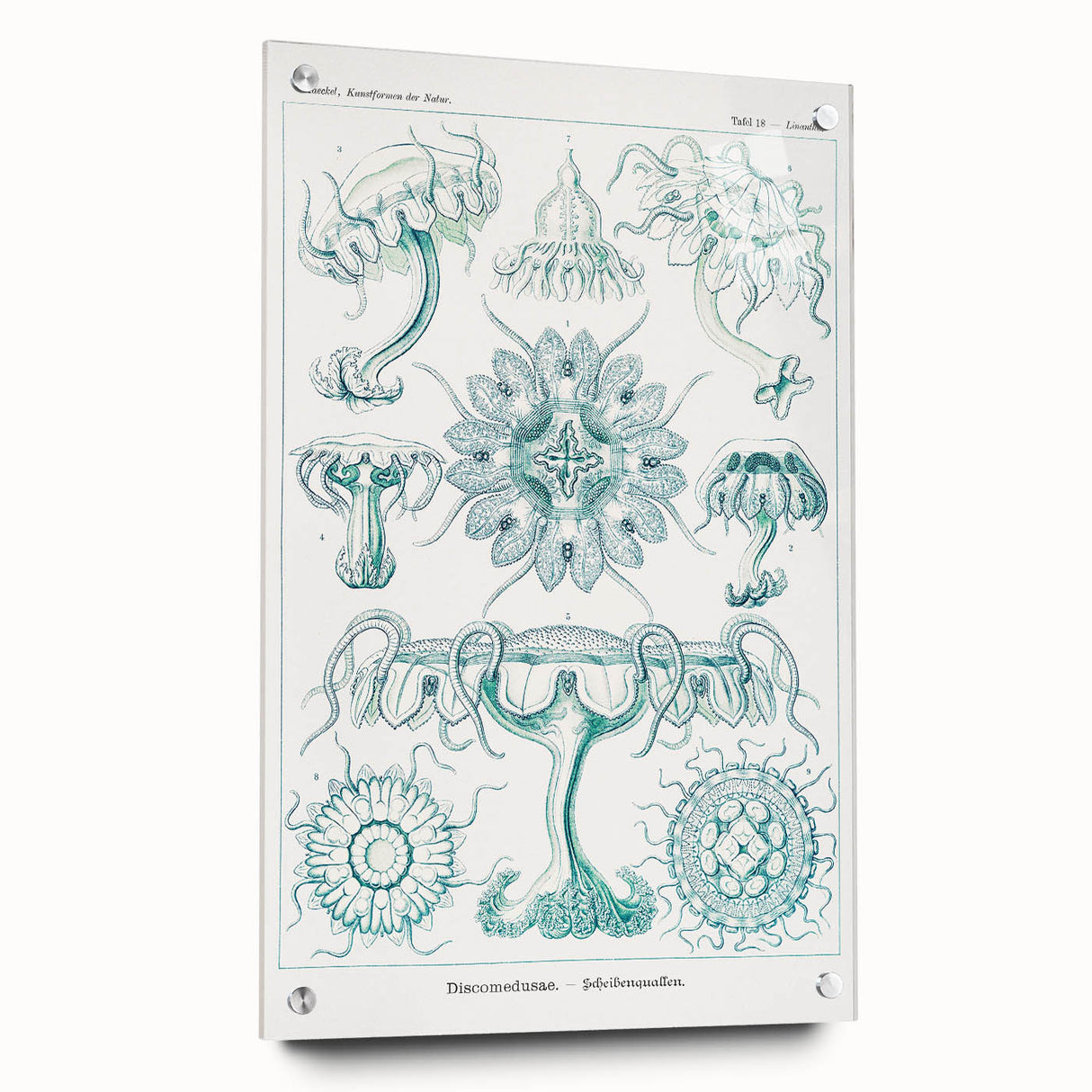Modern Marine-Inspired Wall Art – Discomedusae by Ernst Haeckel