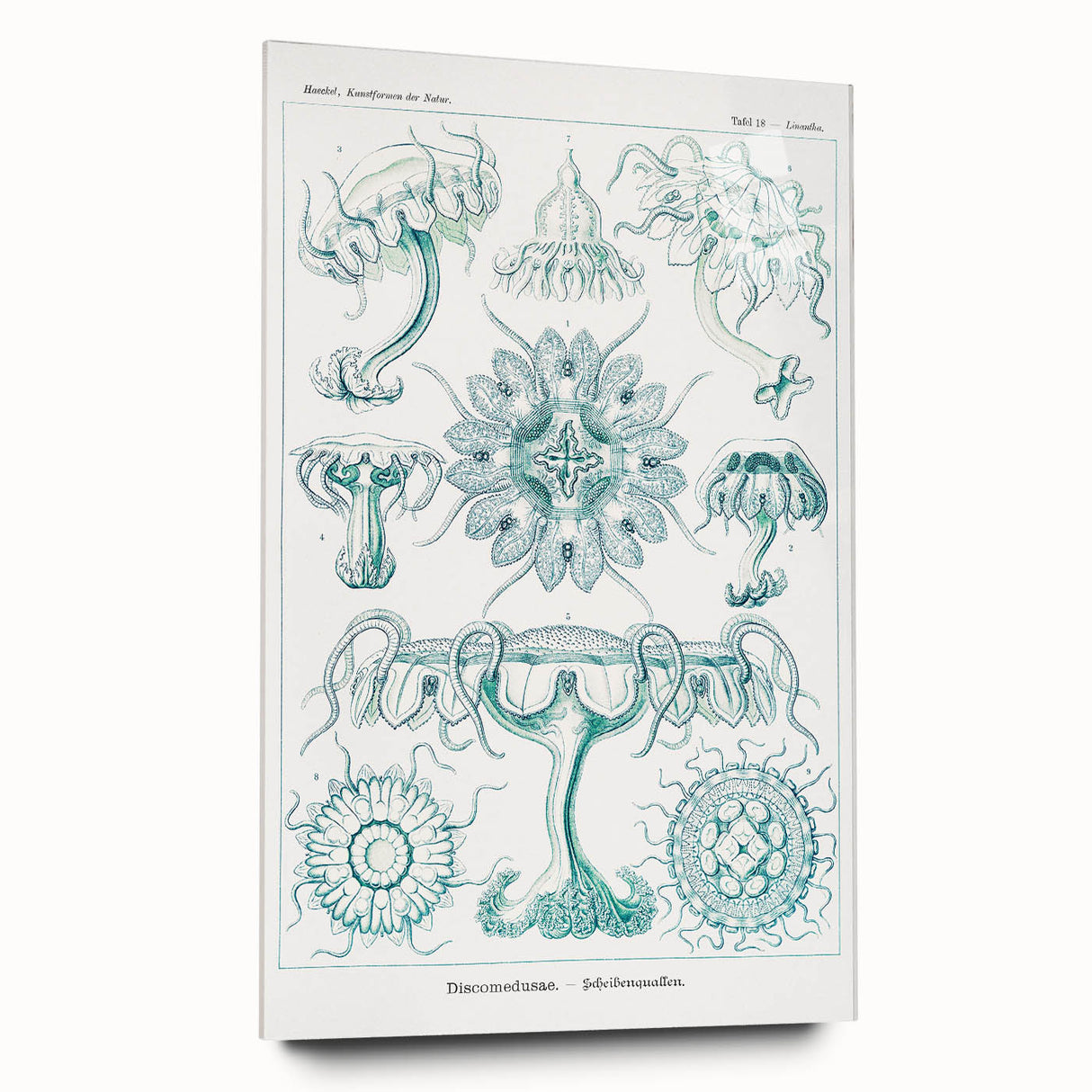 Modern Marine-Inspired Wall Art – Discomedusae by Ernst Haeckel