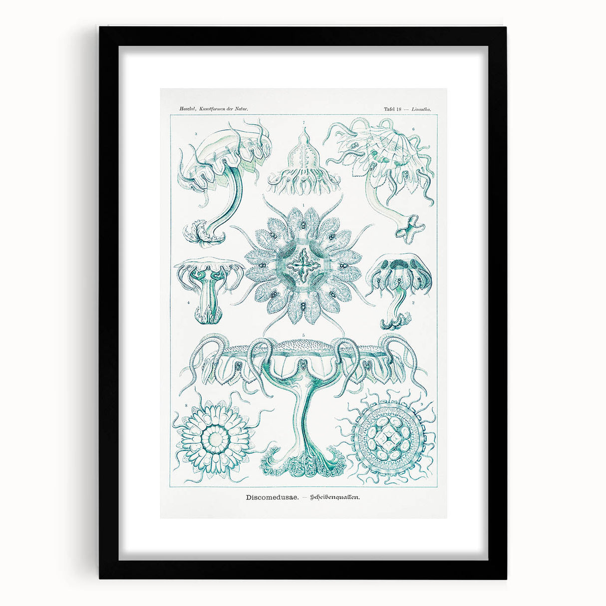 Modern Marine-Inspired Wall Art – Discomedusae by Ernst Haeckel