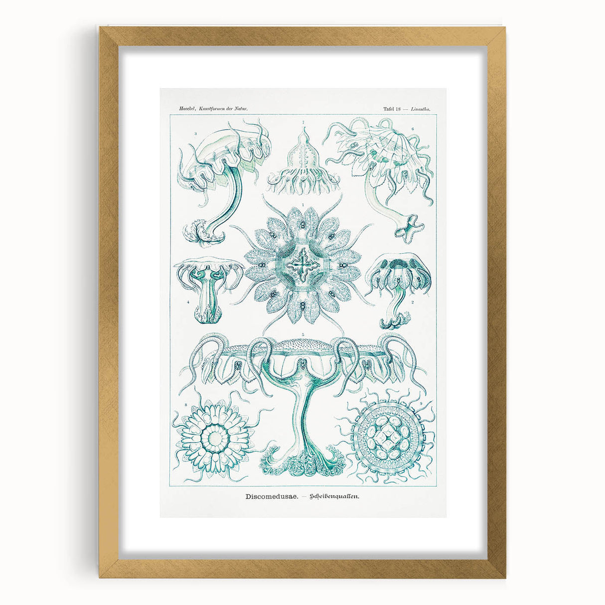 Modern Marine-Inspired Wall Art – Discomedusae by Ernst Haeckel
