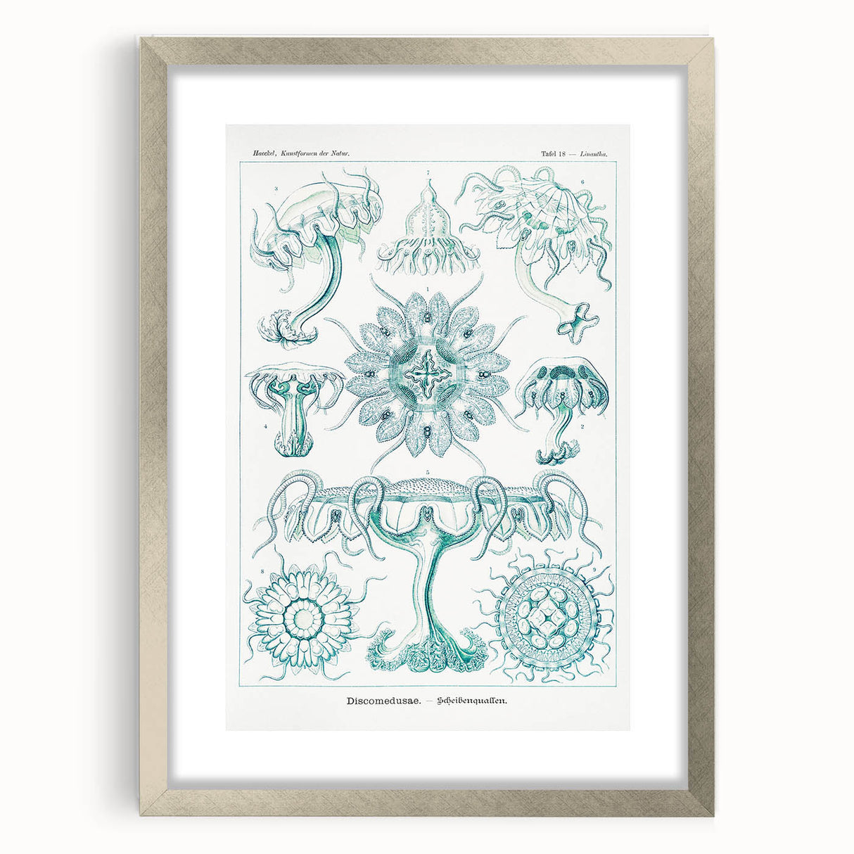 Modern Marine-Inspired Wall Art – Discomedusae by Ernst Haeckel