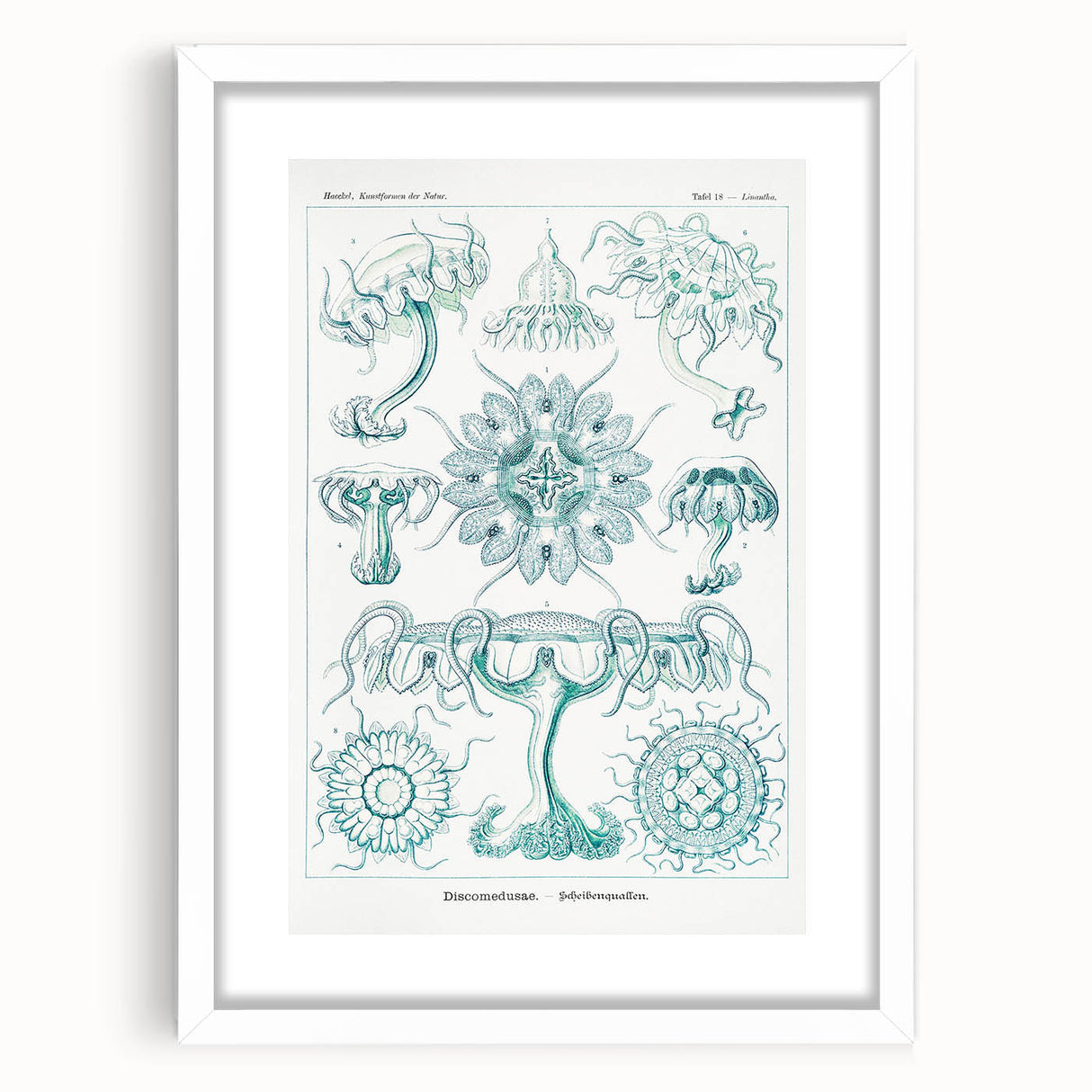 Modern Marine-Inspired Wall Art – Discomedusae by Ernst Haeckel