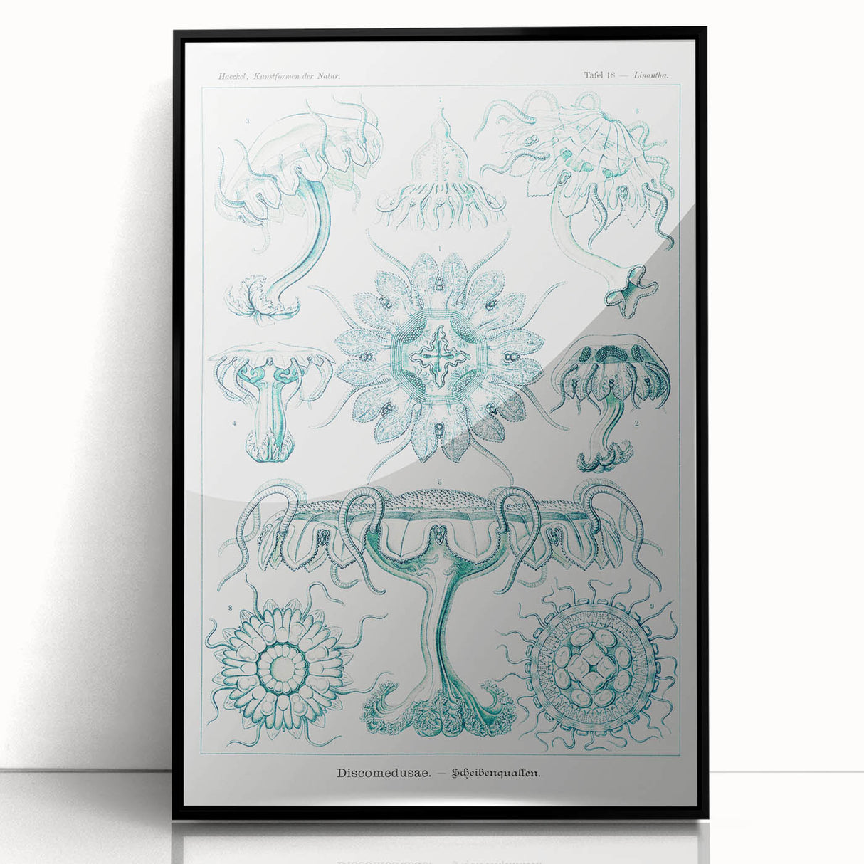 Modern Marine-Inspired Wall Art – Discomedusae by Ernst Haeckel