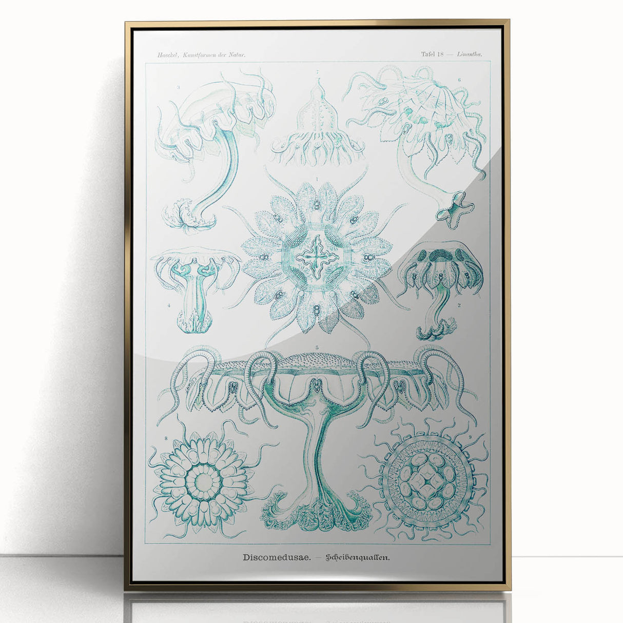 Modern Marine-Inspired Wall Art – Discomedusae by Ernst Haeckel