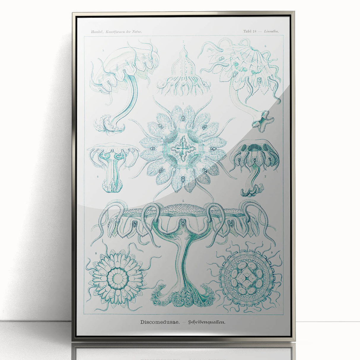 Modern Marine-Inspired Wall Art – Discomedusae by Ernst Haeckel