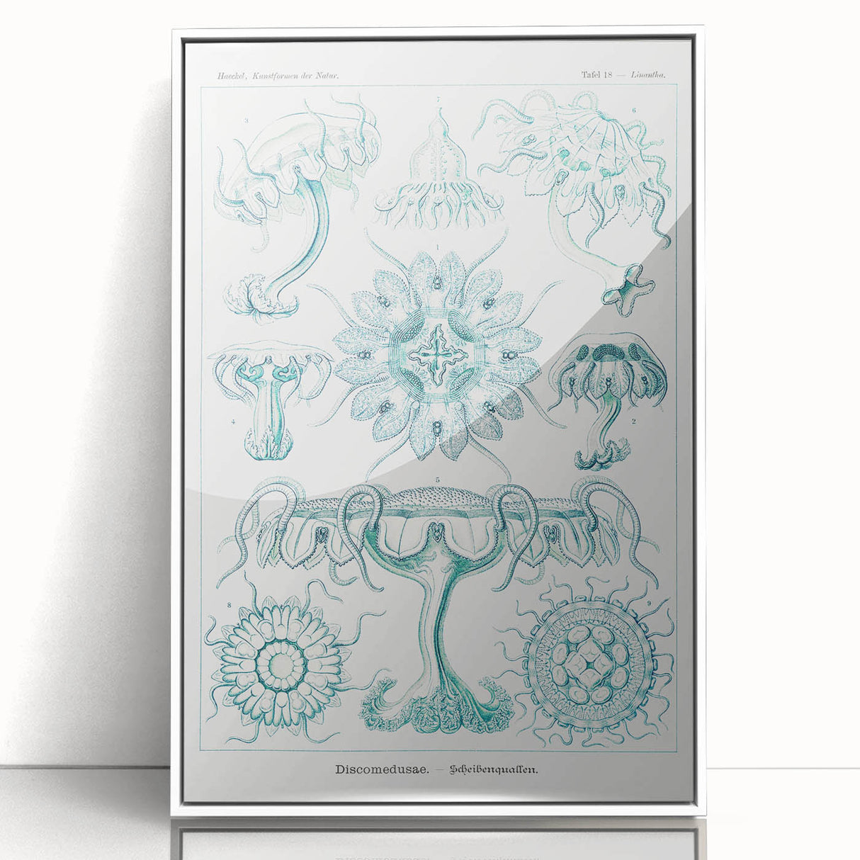 Modern Marine-Inspired Wall Art – Discomedusae by Ernst Haeckel