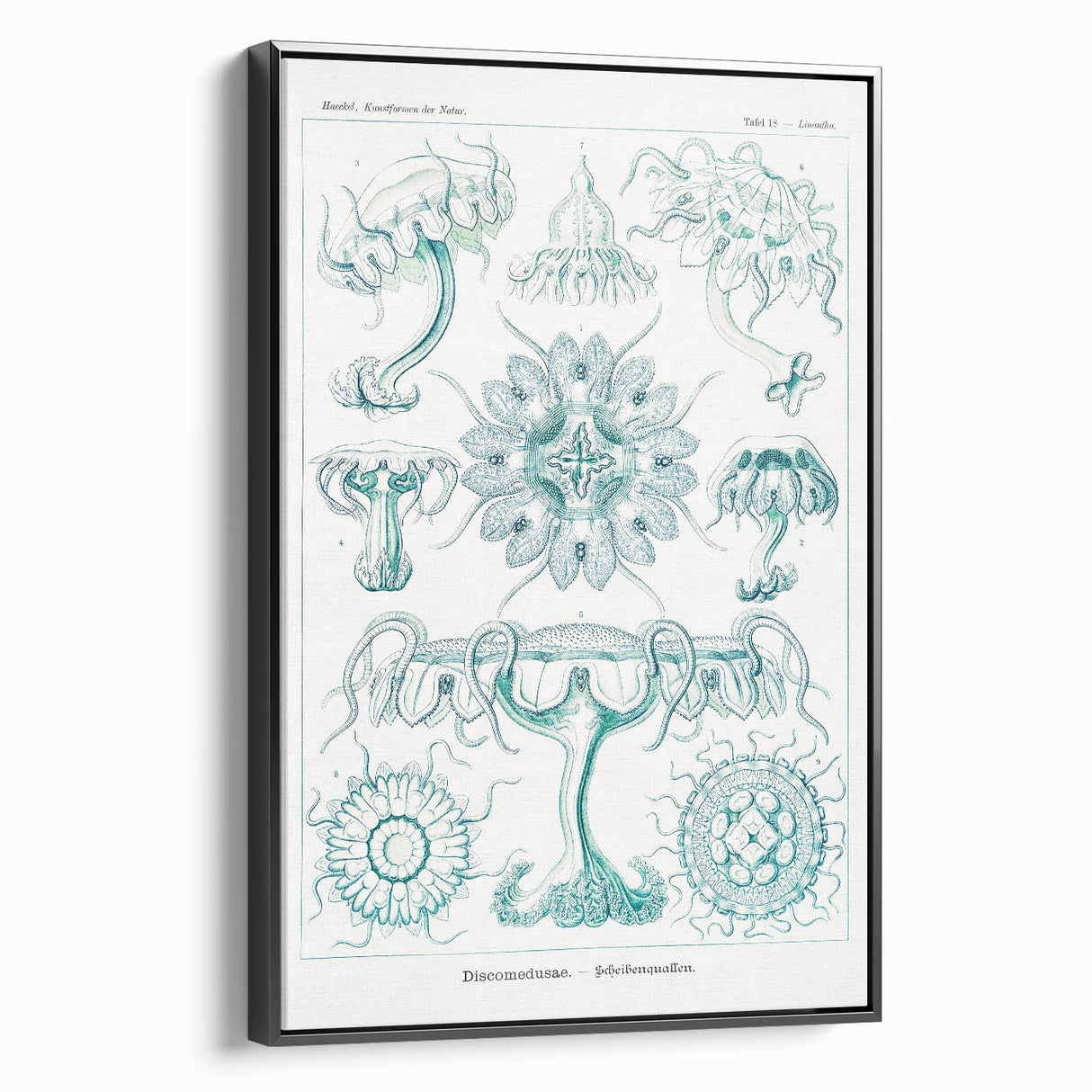 Modern Marine-Inspired Wall Art – Discomedusae by Ernst Haeckel