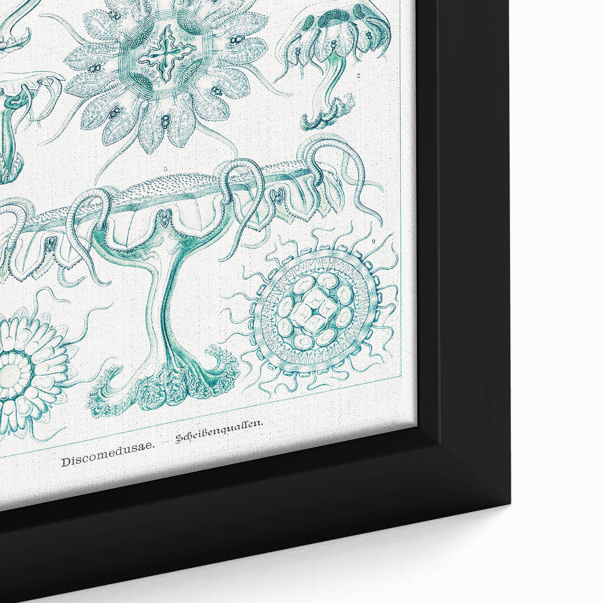 Modern Marine-Inspired Wall Art – Discomedusae by Ernst Haeckel
