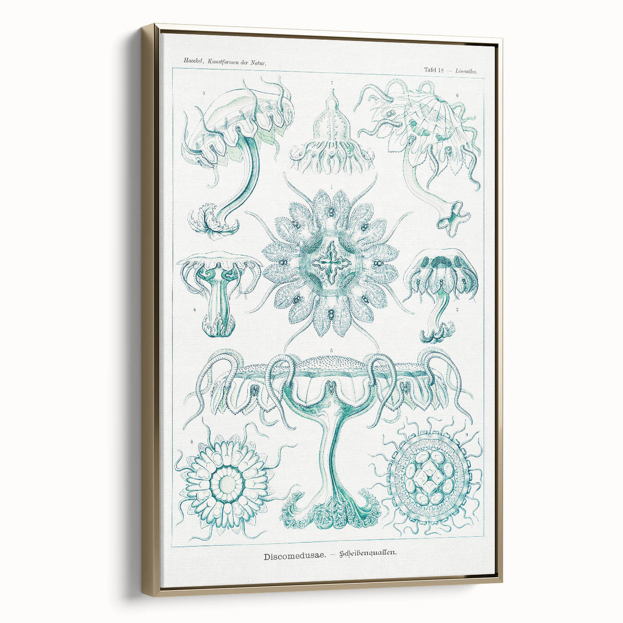 Modern Marine-Inspired Wall Art – Discomedusae by Ernst Haeckel