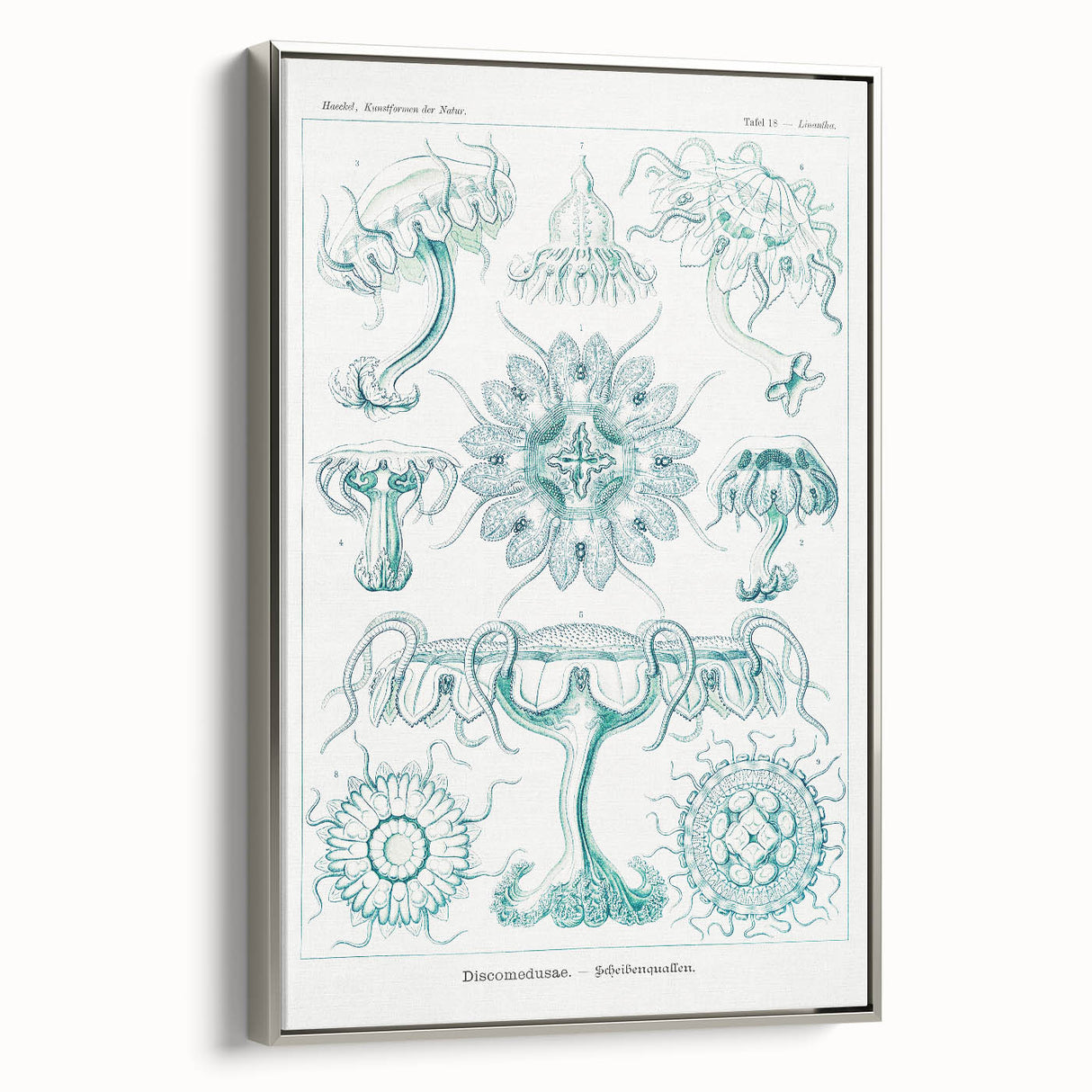 Modern Marine-Inspired Wall Art – Discomedusae by Ernst Haeckel