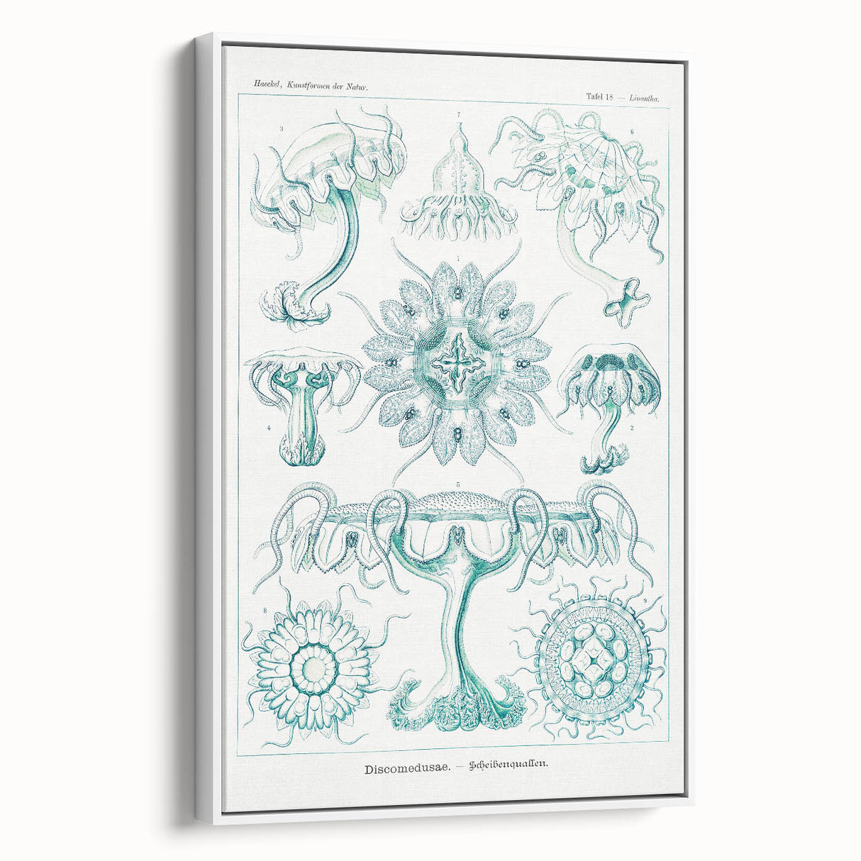 Modern Marine-Inspired Wall Art – Discomedusae by Ernst Haeckel