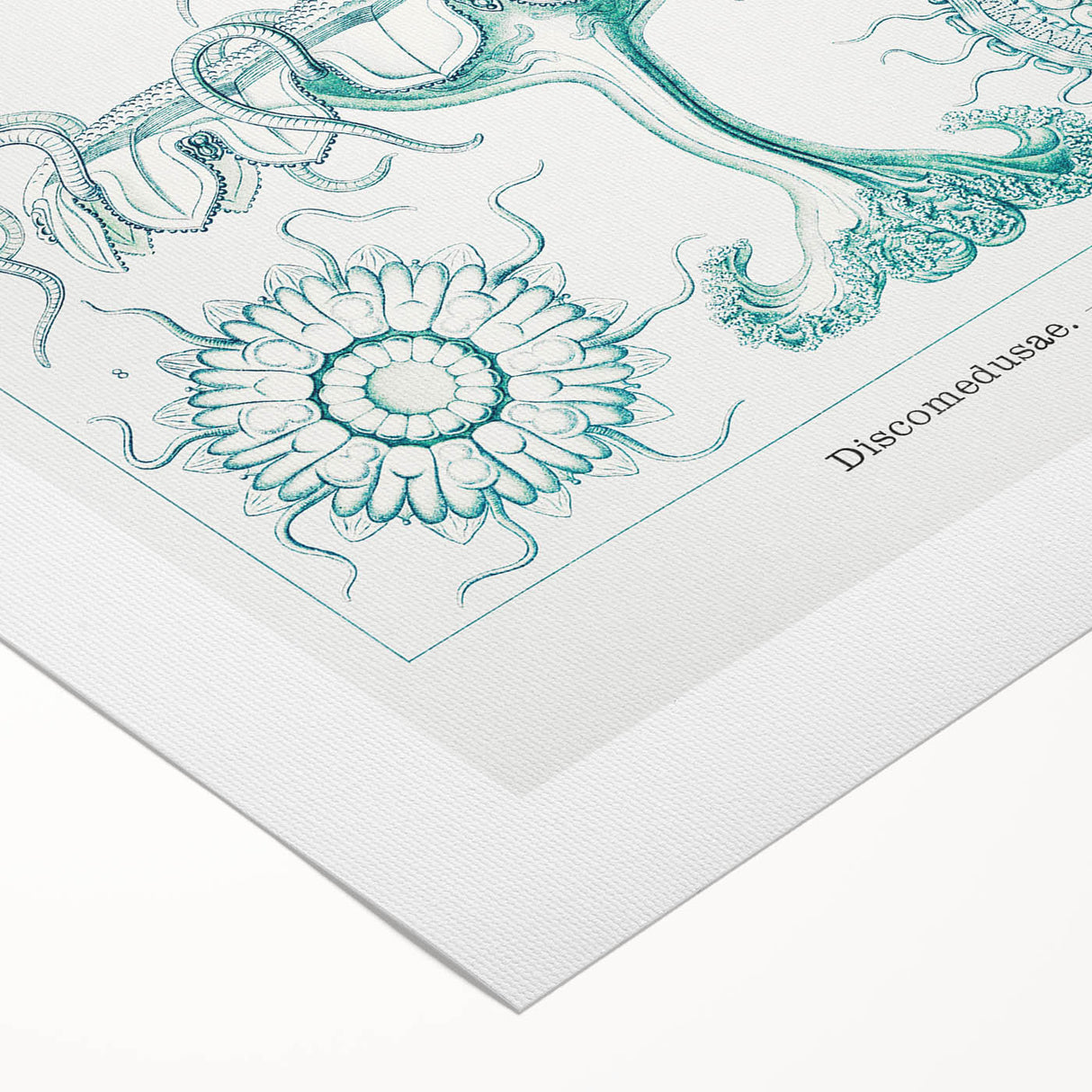 Modern Marine-Inspired Wall Art – Discomedusae by Ernst Haeckel