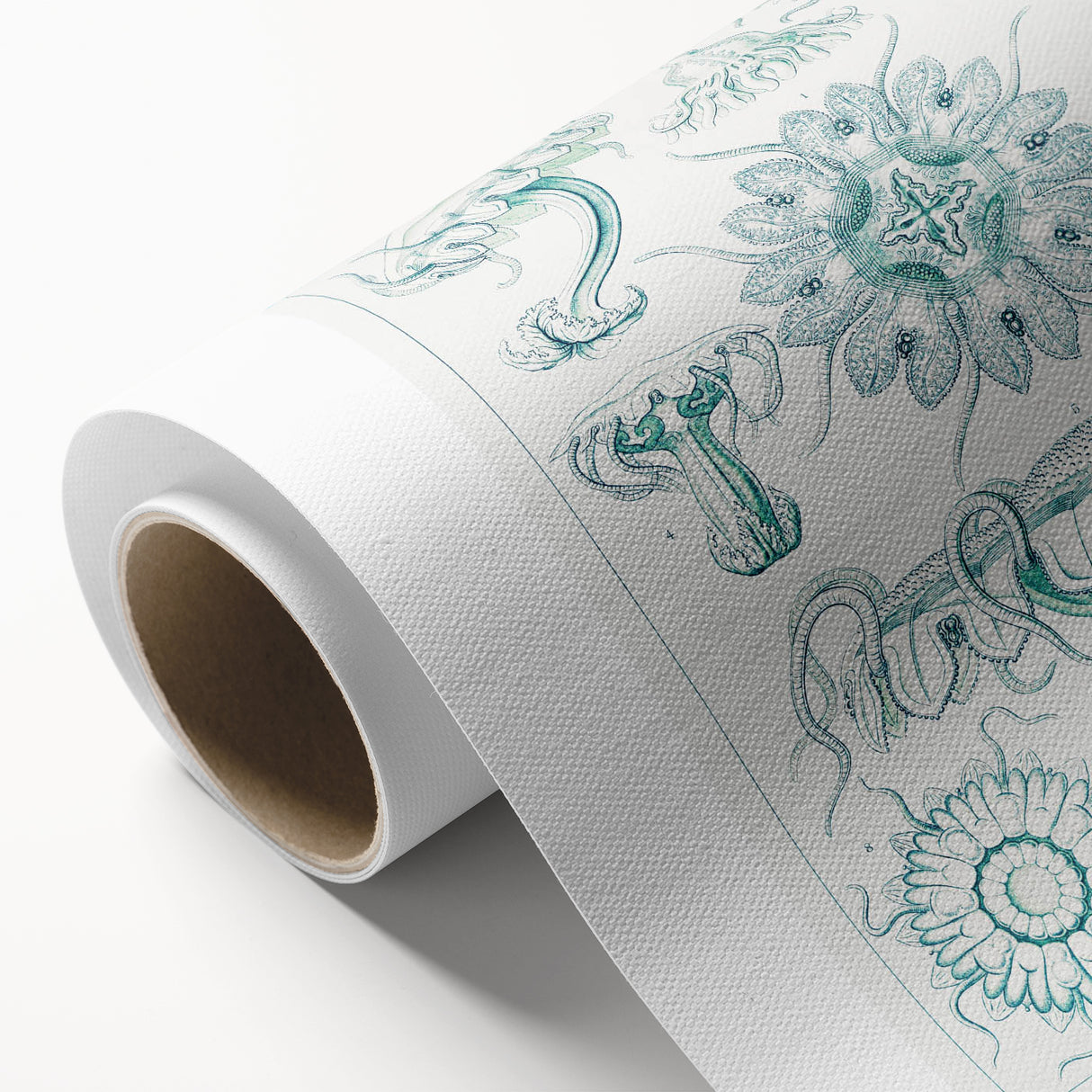 Modern Marine-Inspired Wall Art – Discomedusae by Ernst Haeckel