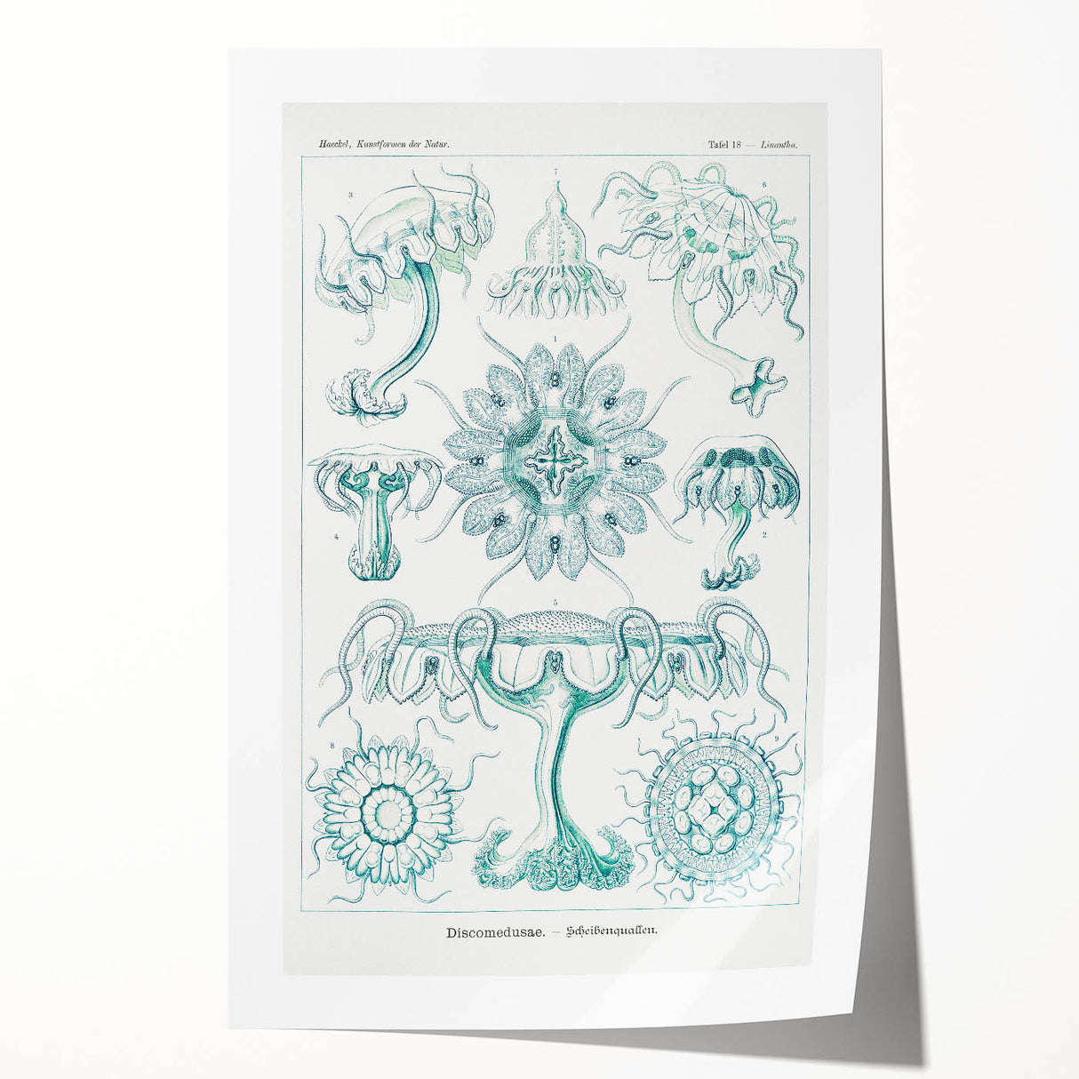 Modern Marine-Inspired Wall Art – Discomedusae by Ernst Haeckel