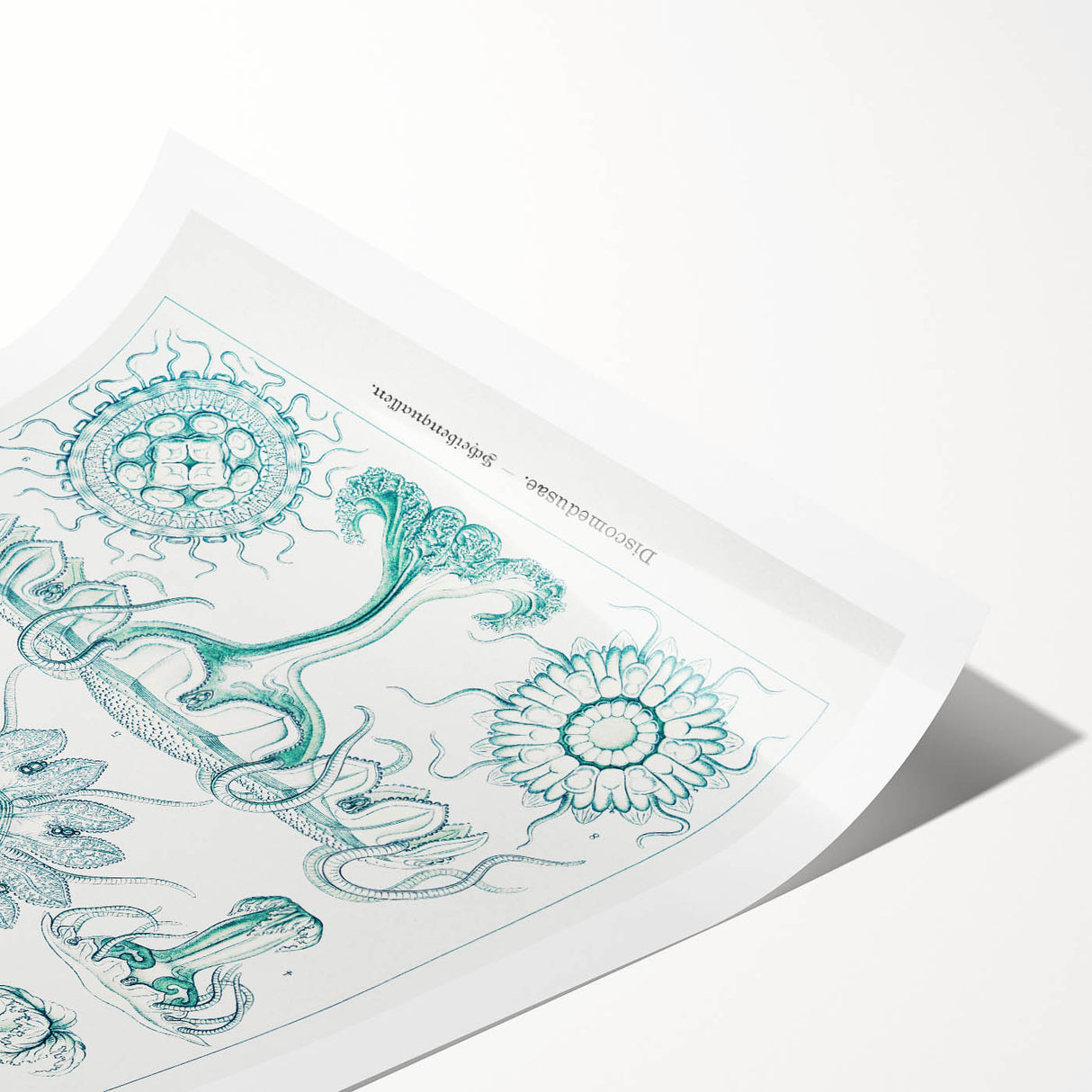 Modern Marine-Inspired Wall Art – Discomedusae by Ernst Haeckel