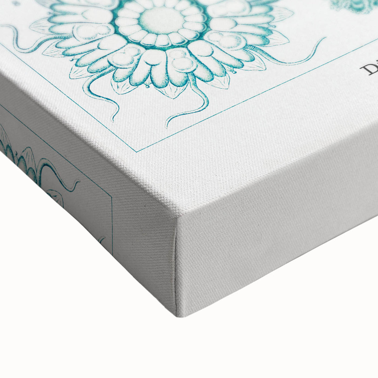 Modern Marine-Inspired Wall Art – Discomedusae by Ernst Haeckel