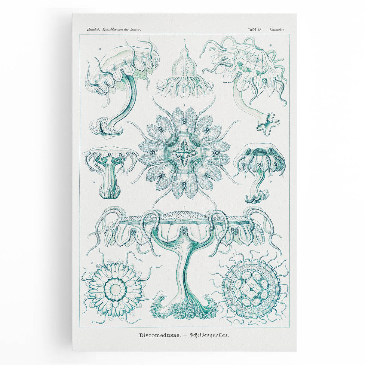 Modern Marine-Inspired Wall Art – Discomedusae by Ernst Haeckel