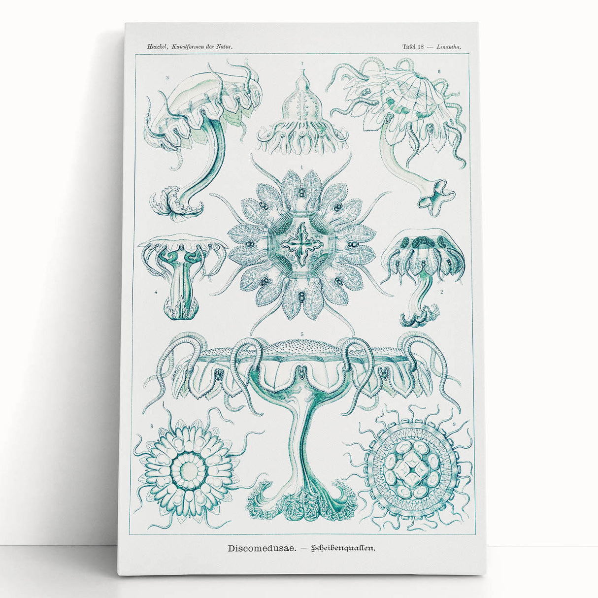 Modern Marine-Inspired Wall Art – Discomedusae by Ernst Haeckel