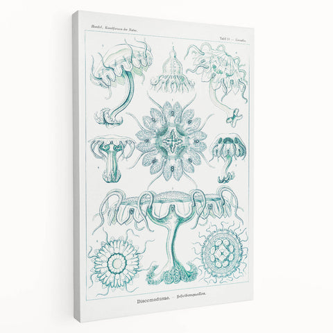 Modern Marine-Inspired Wall Art – Discomedusae by Ernst Haeckel
