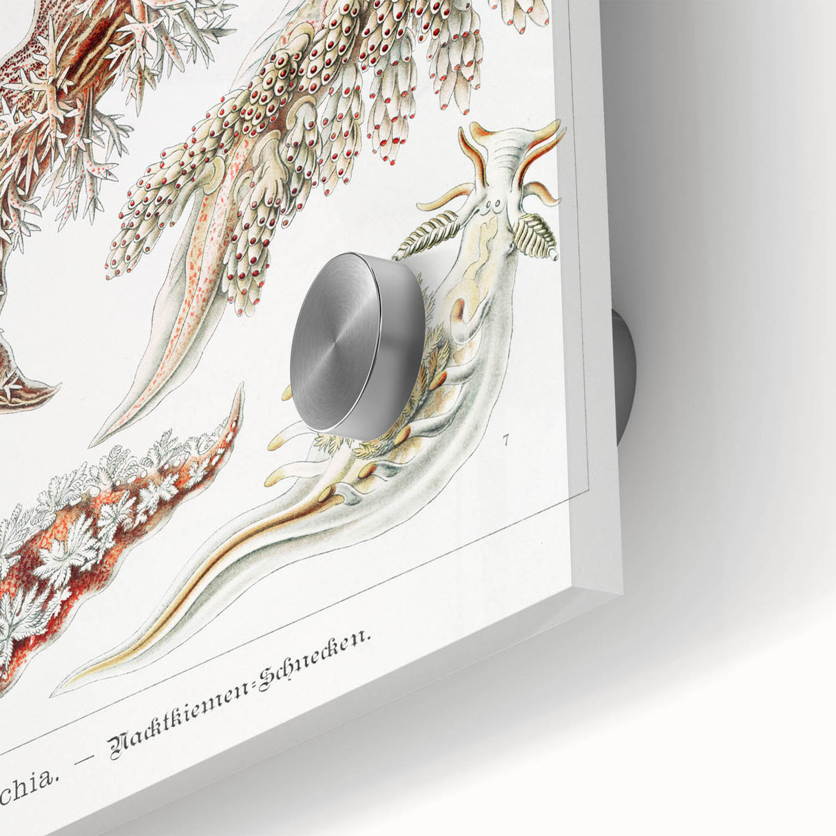 Modern Marine Wall Art – Ernst Haeckel’s "Nudibranchia" Illustration