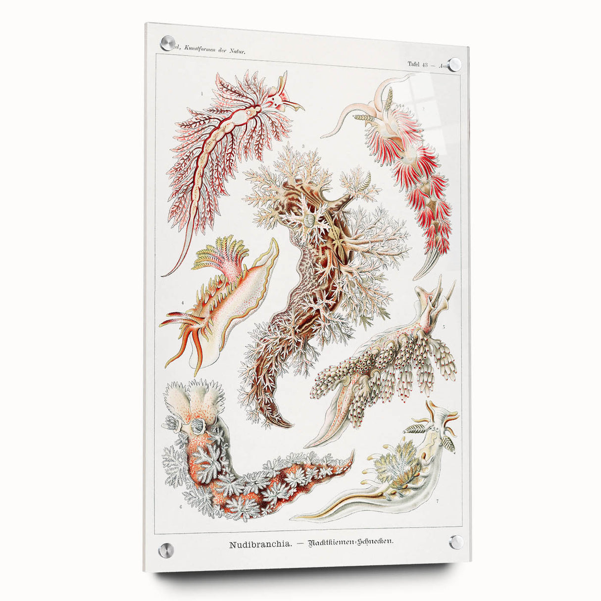 Modern Marine Wall Art – Ernst Haeckel’s "Nudibranchia" Illustration