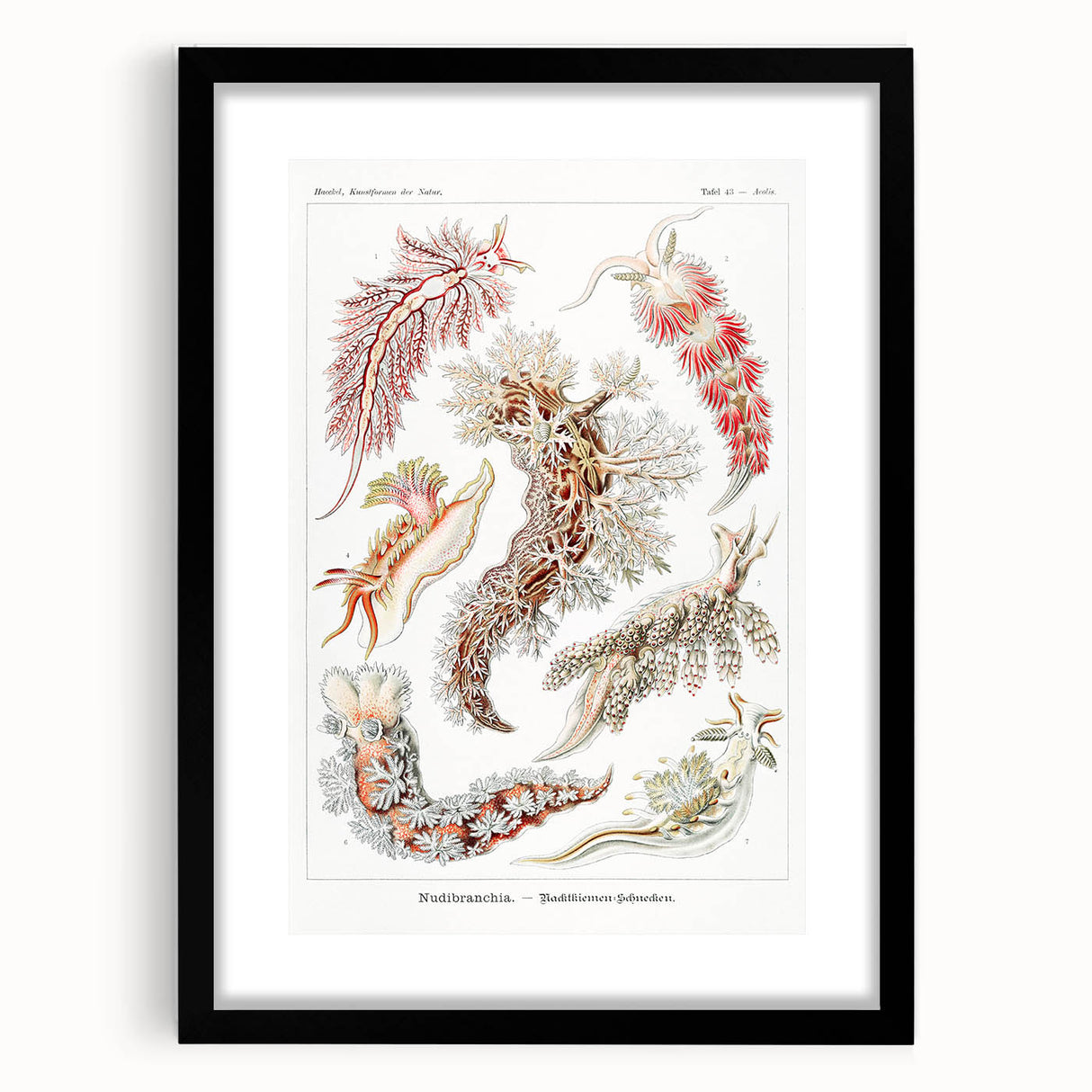 Modern Marine Wall Art – Ernst Haeckel’s "Nudibranchia" Illustration