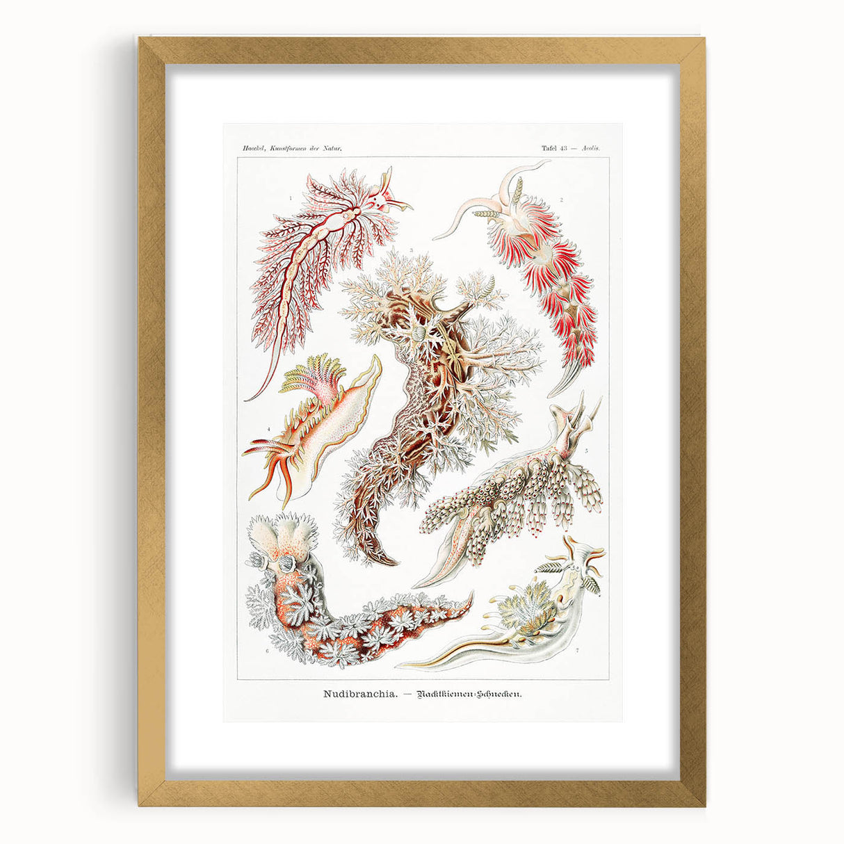 Modern Marine Wall Art – Ernst Haeckel’s "Nudibranchia" Illustration