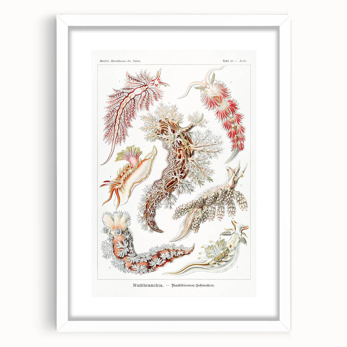 Modern Marine Wall Art – Ernst Haeckel’s "Nudibranchia" Illustration