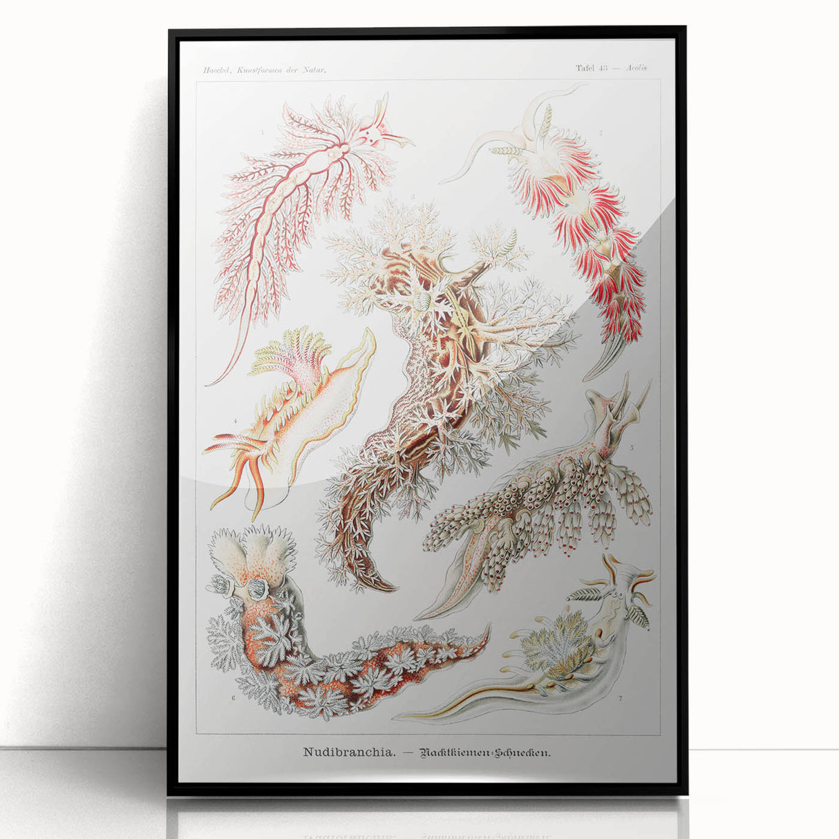 Modern Marine Wall Art – Ernst Haeckel’s "Nudibranchia" Illustration