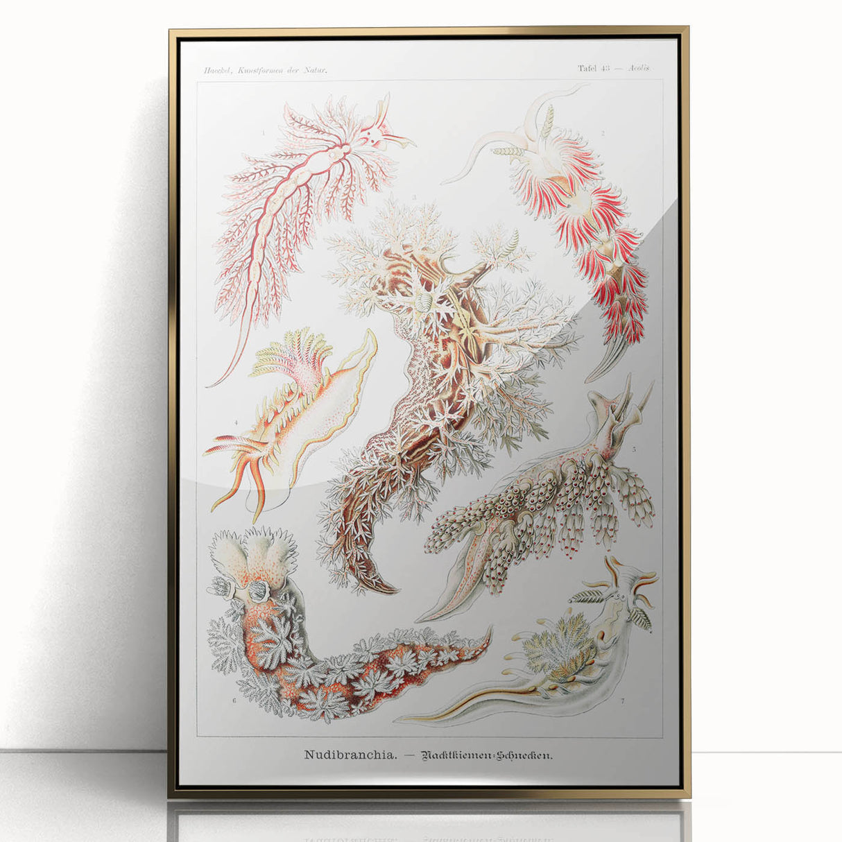 Modern Marine Wall Art – Ernst Haeckel’s "Nudibranchia" Illustration