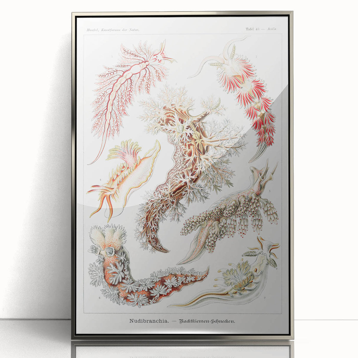 Modern Marine Wall Art – Ernst Haeckel’s "Nudibranchia" Illustration