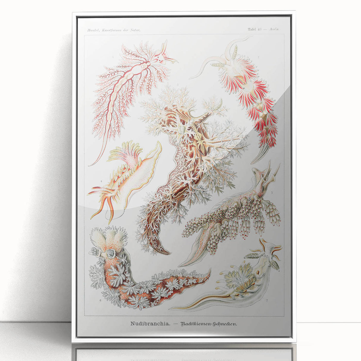 Modern Marine Wall Art – Ernst Haeckel’s "Nudibranchia" Illustration