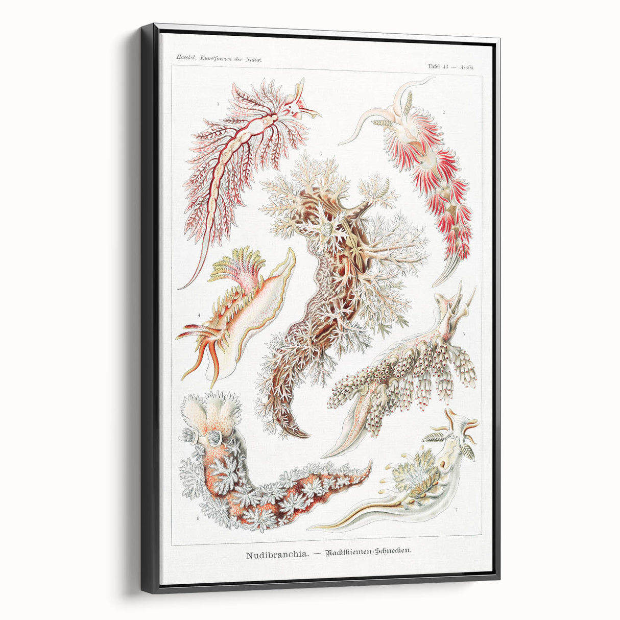 Modern Marine Wall Art – Ernst Haeckel’s "Nudibranchia" Illustration