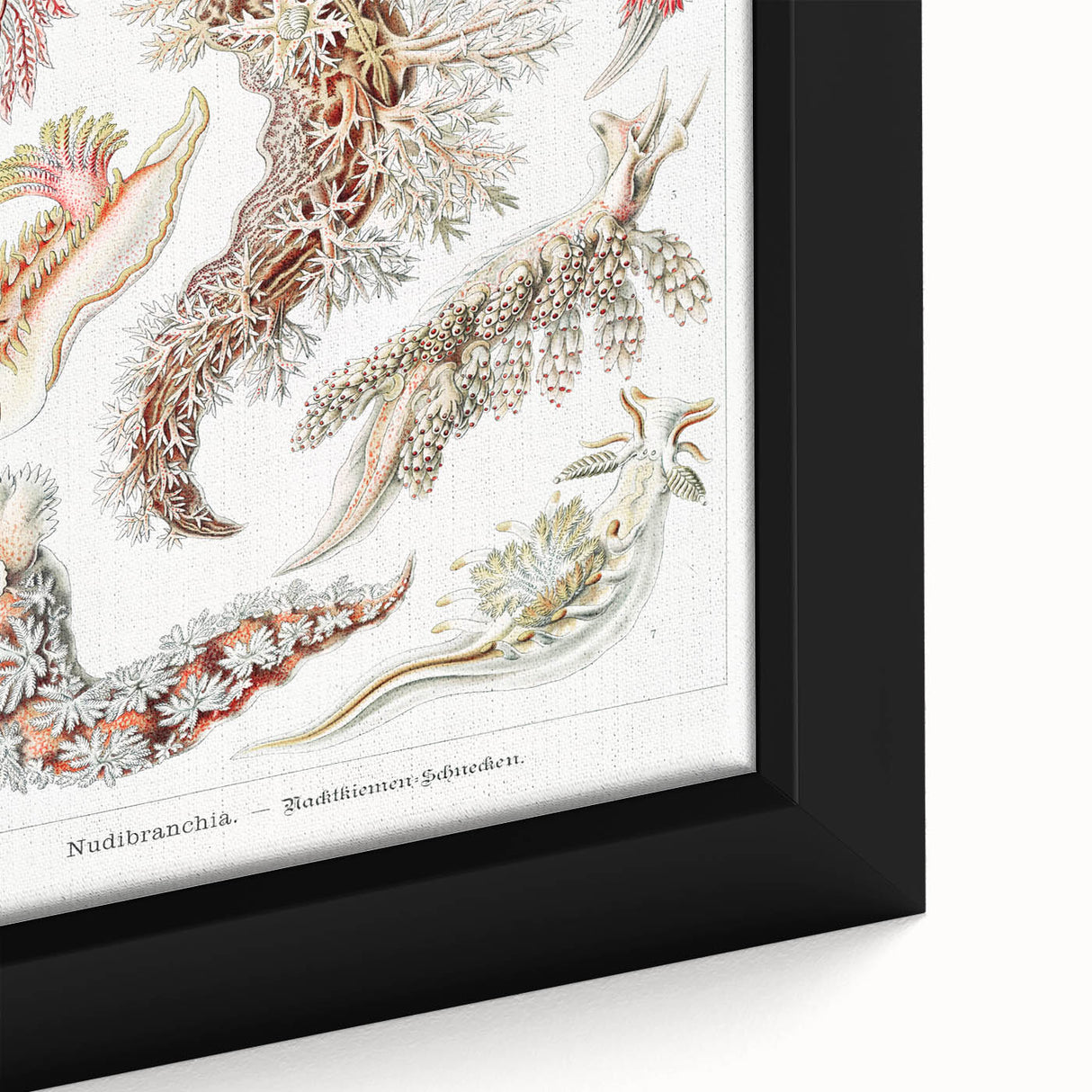 Modern Marine Wall Art – Ernst Haeckel’s "Nudibranchia" Illustration