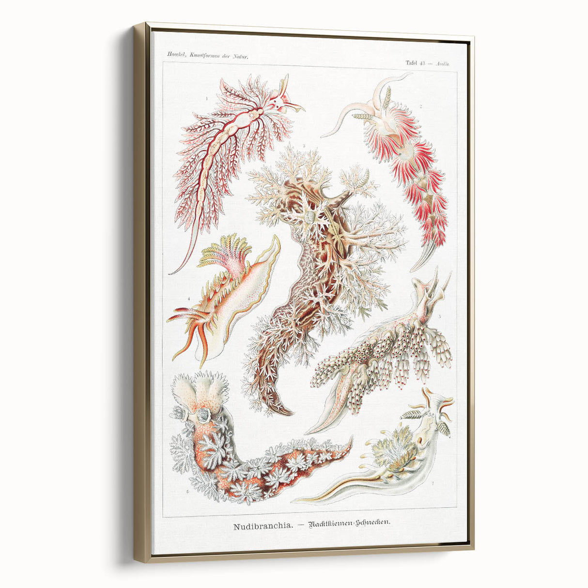 Modern Marine Wall Art – Ernst Haeckel’s "Nudibranchia" Illustration