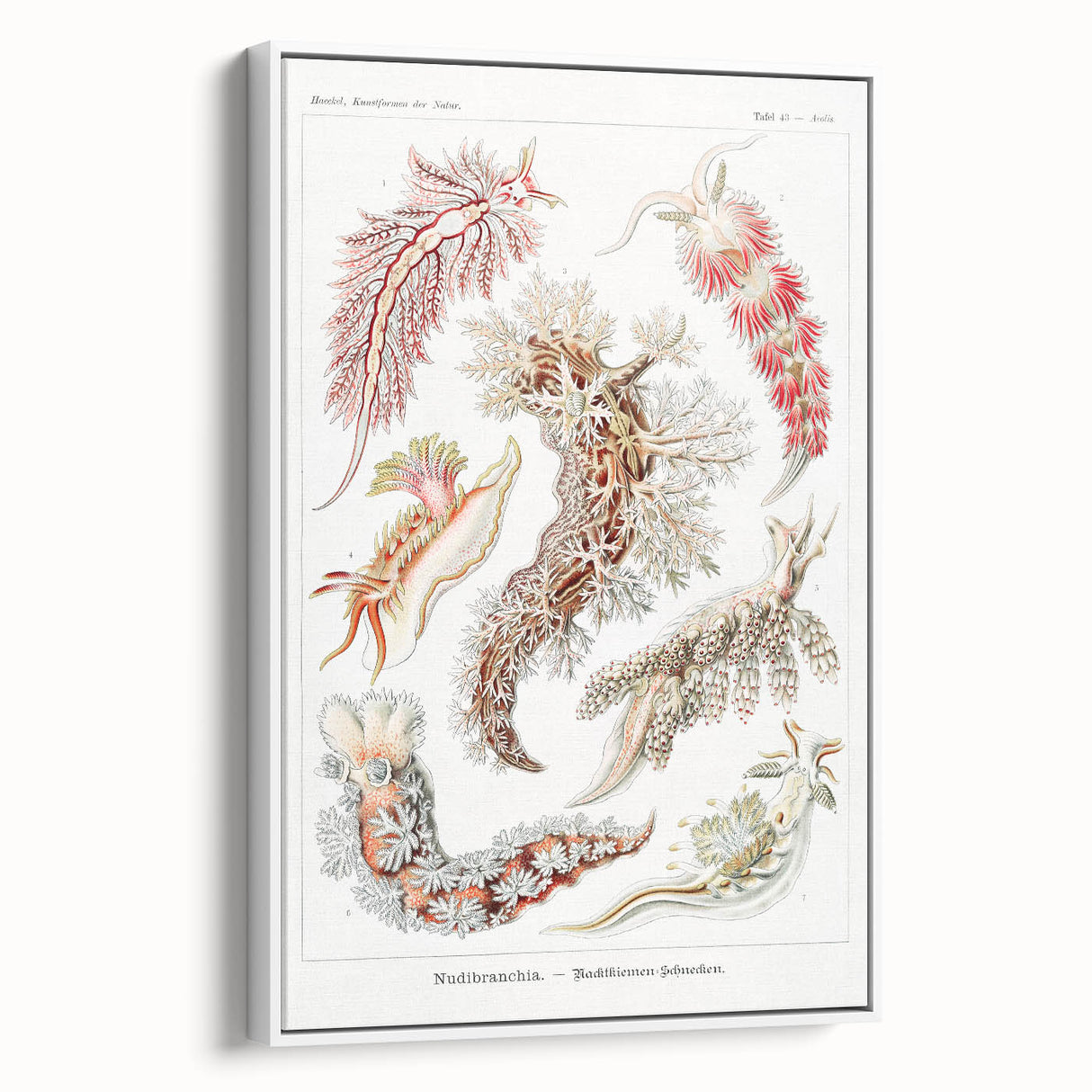 Modern Marine Wall Art – Ernst Haeckel’s "Nudibranchia" Illustration