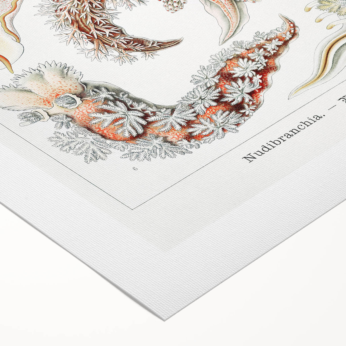 Modern Marine Wall Art – Ernst Haeckel’s "Nudibranchia" Illustration