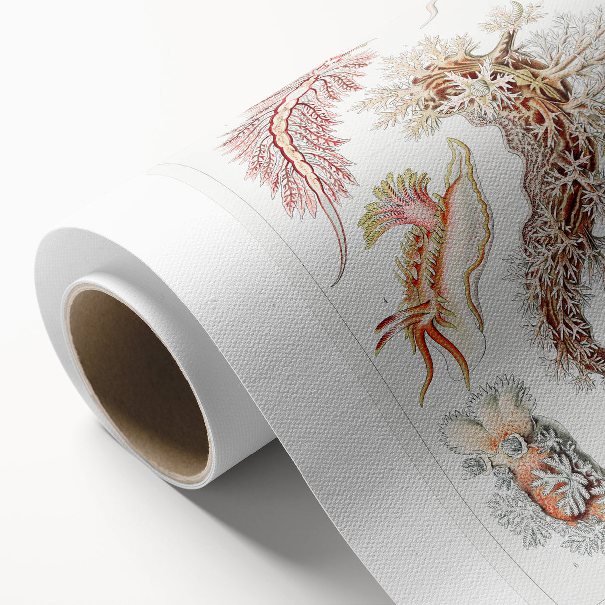 Modern Marine Wall Art – Ernst Haeckel’s "Nudibranchia" Illustration