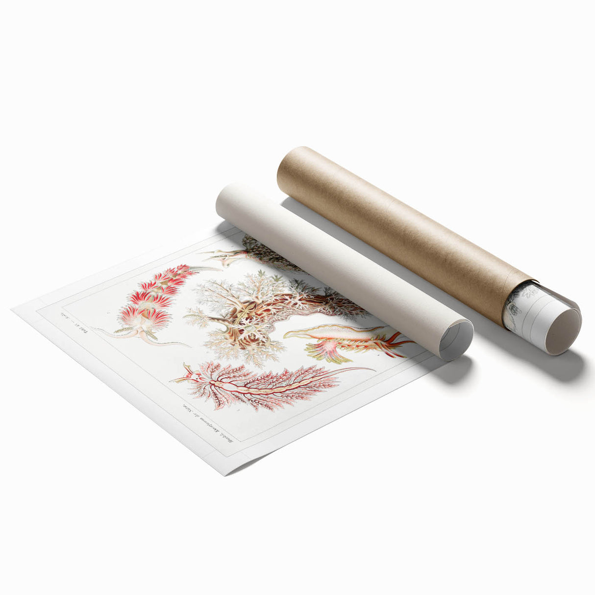 Modern Marine Wall Art – Ernst Haeckel’s "Nudibranchia" Illustration