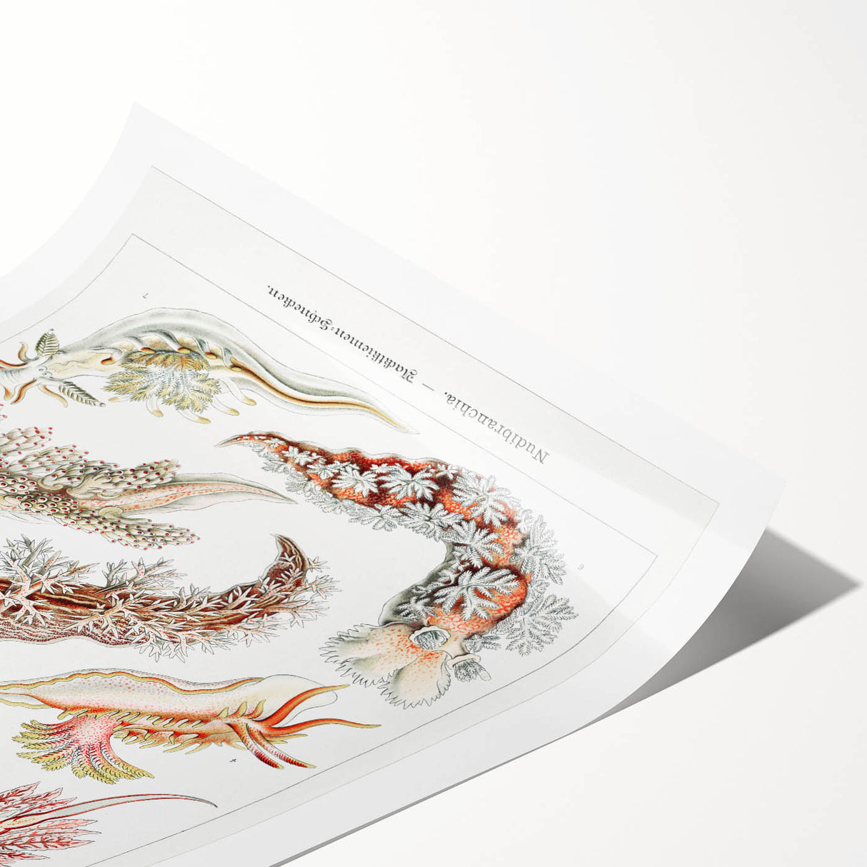 Modern Marine Wall Art – Ernst Haeckel’s "Nudibranchia" Illustration