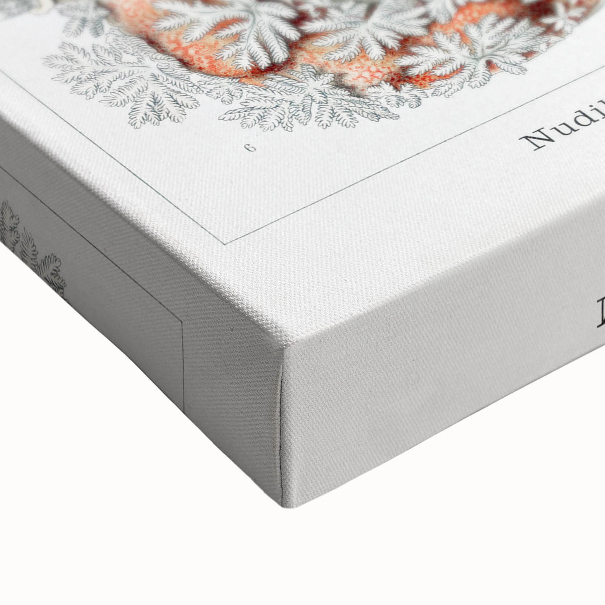 Modern Marine Wall Art – Ernst Haeckel’s "Nudibranchia" Illustration