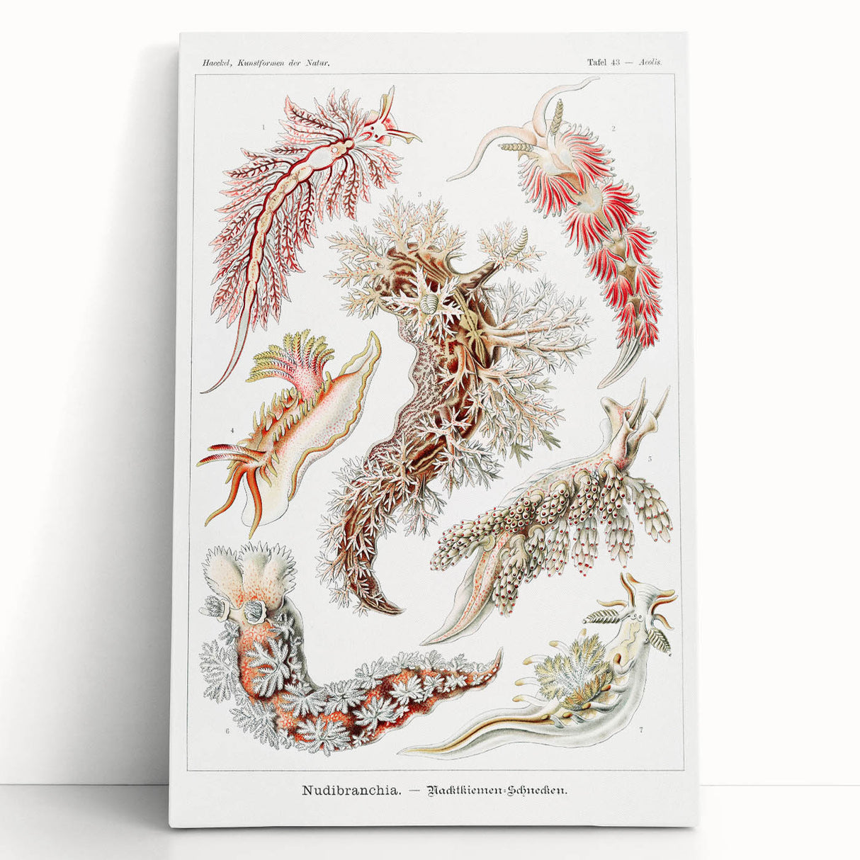 Modern Marine Wall Art – Ernst Haeckel’s "Nudibranchia" Illustration