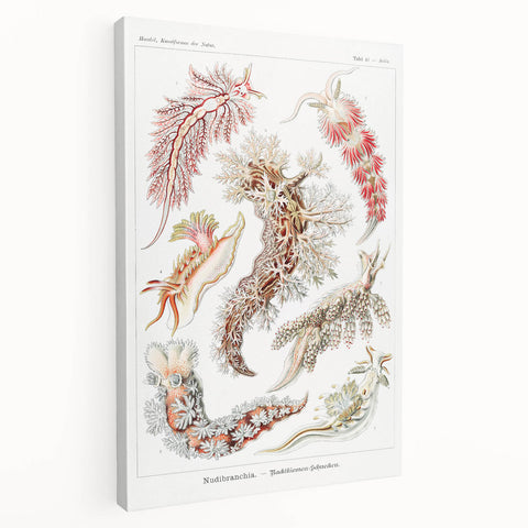 Modern Marine Wall Art – Ernst Haeckel’s "Nudibranchia" Illustration