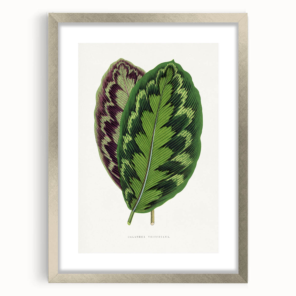 Romanticism Art - Calathea Veitchiana Leaf Illustration Print